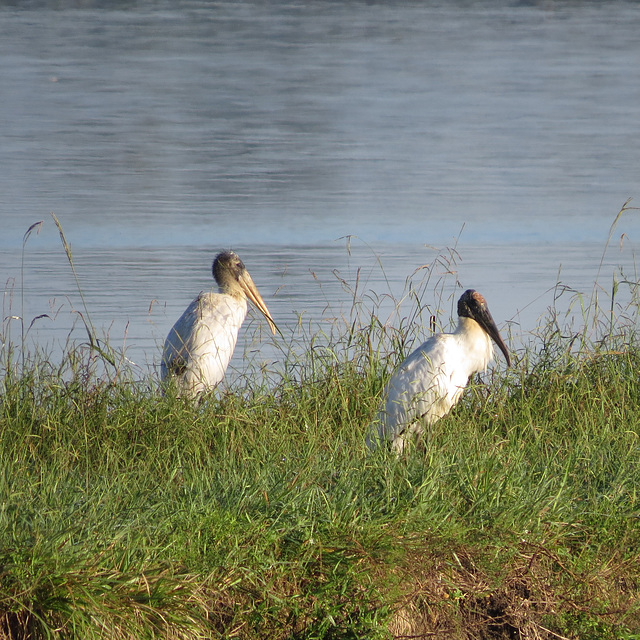 Wood storks 3