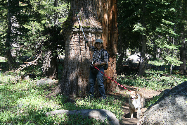 Base of big juniper