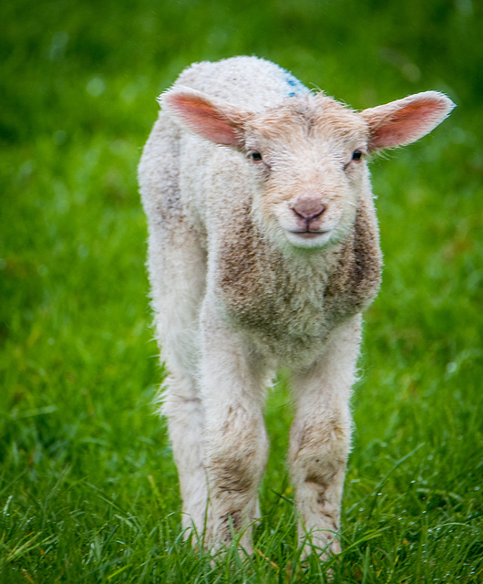 Lamb watching me