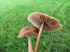 Mushrooms, Erik Butters' field