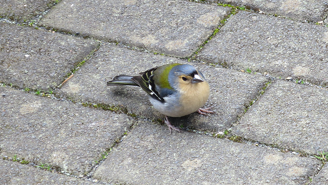 Madeira Chaffinch