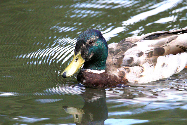 EF7A9224 -1Duck