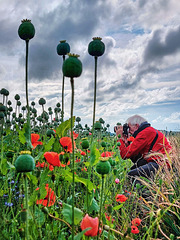 Papaver Somniferum