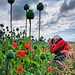 Papaver Somniferum