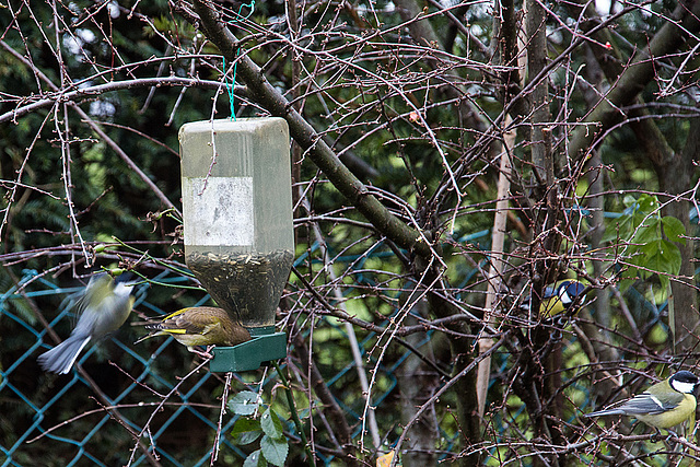 20141228 6159VRAw [D~RI] Grünfink [w] (Carduelis chloris), Kohlmeise (Parus major), Rinteln