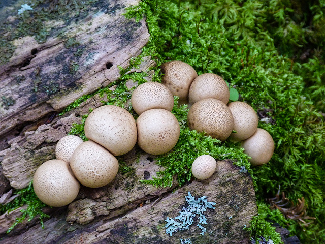 Making the most of a rotting log