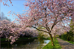 Spring is Coming with Pink Flowering Cherry Trees...