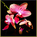 Phalaenopsis 03
