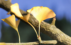 L'or du ginkgo