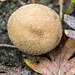 A fungus from the undergrowth