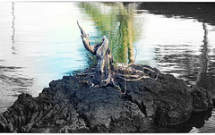 Colonization Colonization