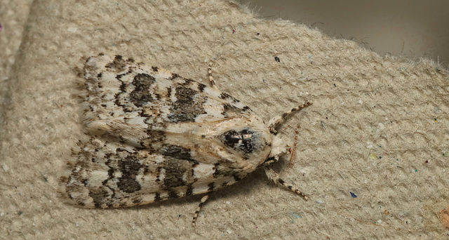 Moth IMG 5673