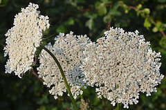 Daucus Carota