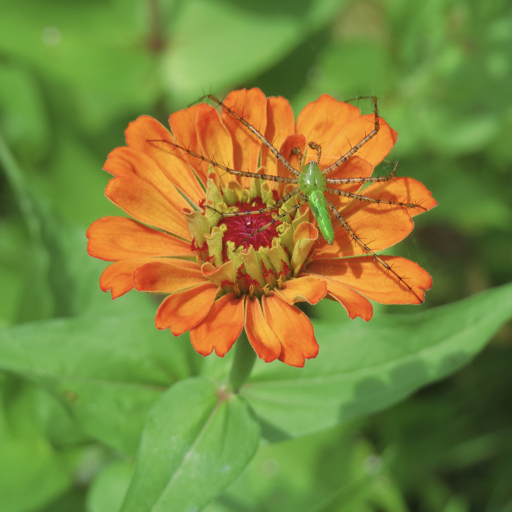 Spider on zinnia