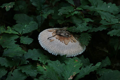 La saison des champignons
