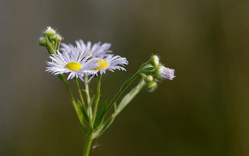 Vergerette annuelle humide