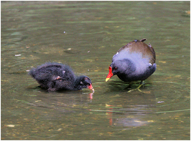 EF7A9230 -1Moorhen