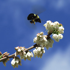 Bumblebee on blueberry flowers