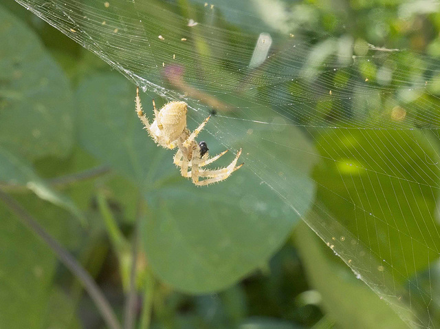 spider in late morning sun