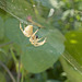 spider in late morning sun