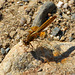 Broad Scarlet f (Crocothemis erythraea) (2)