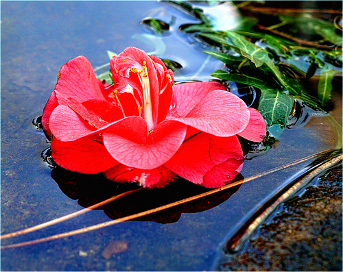 Camellia’s flower in a puddle