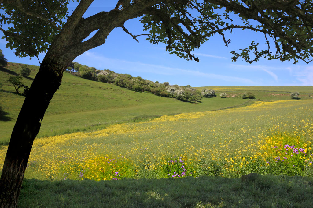 Brock Down Bottom from the Cuckmere River - Sussex - 21.5.2015