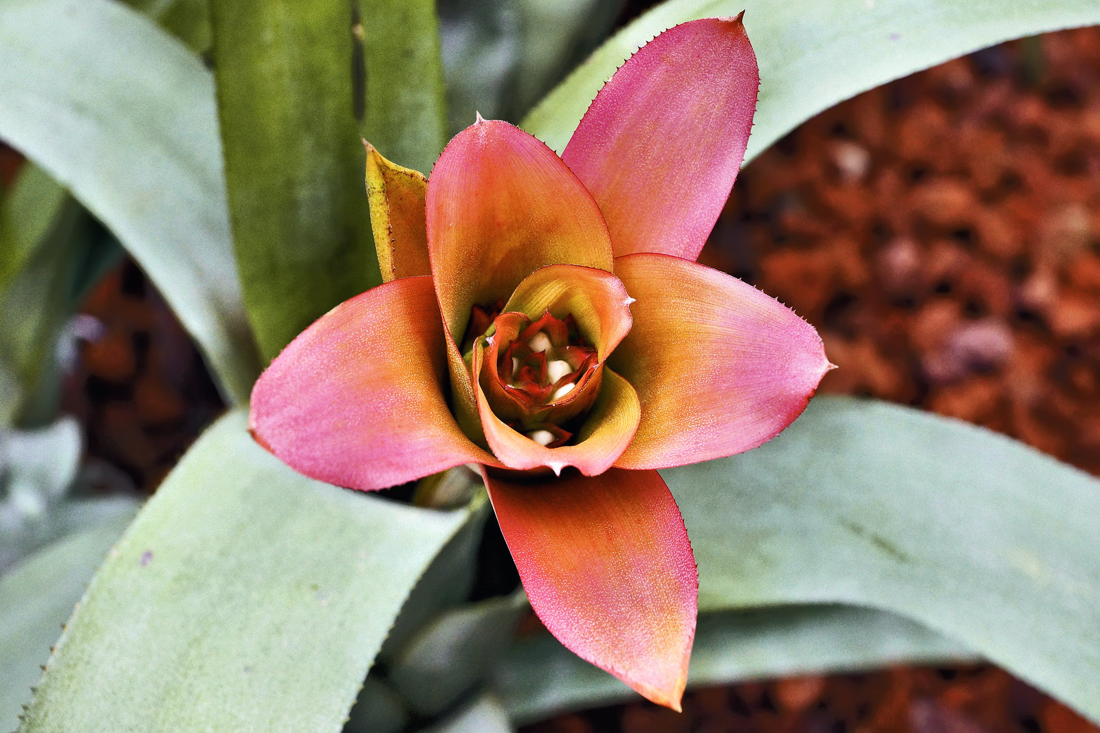 Canistrum Fosterianum – Botanical Garden, Montréal, Québec