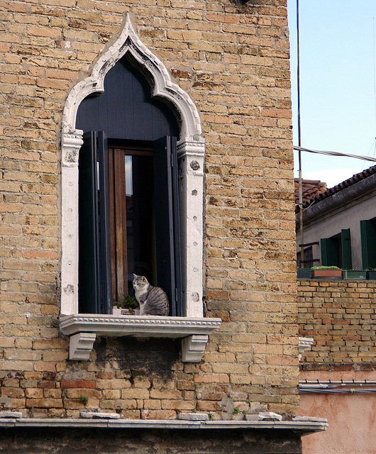 Window cat