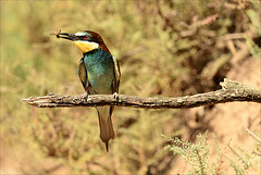 Merops apiaster, Abelhatuco