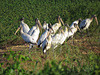 Wood storks 1