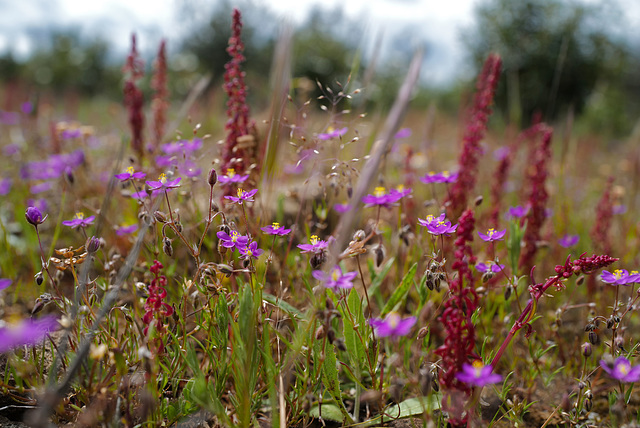 Spergularia purpurea, Rumex bucephalophorus