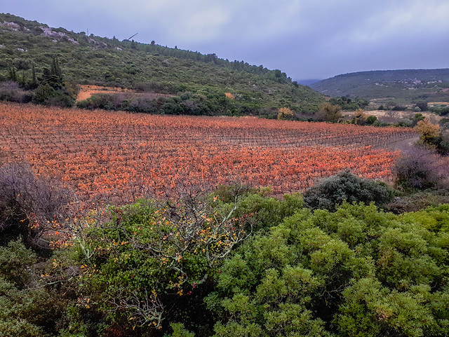 Couleurs de saison sur les Corbières !