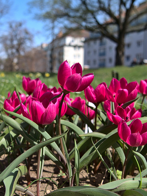 Tulpen