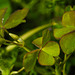 20210913 2856CPw [D~LIP] Sauerklee (Oxalis europaea), Bad Salzuflen