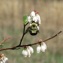Bumblebee on blueberry flowers