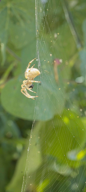 spider in late morning sun 2