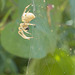 spider in late morning sun 2