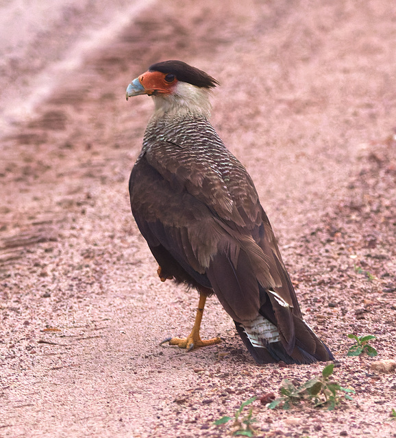 EF7A2418-CR2 DxO DeepPRIME -1CrestedCaracarav3