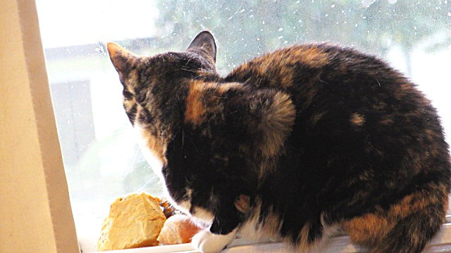 My Cat, Patches,