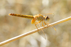 Broad Scarlet f (Crocothemis erythraea) 2