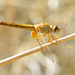 Broad Scarlet f (Crocothemis erythraea) 2