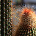 Cactus à poil ( interdit aux moins de 5 ans )