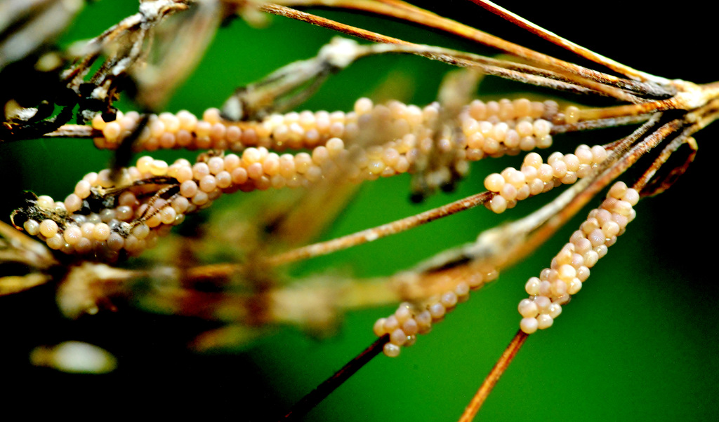Insect Eggs