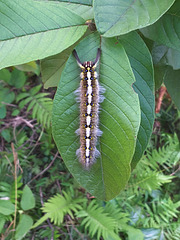 Family ; Lasiocampidae