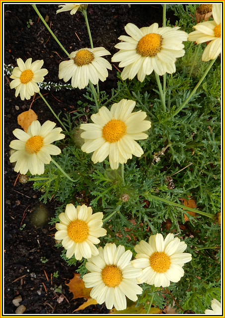 Wucherblume - Chrysanthemum segetum