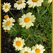 Wucherblume - Chrysanthemum segetum