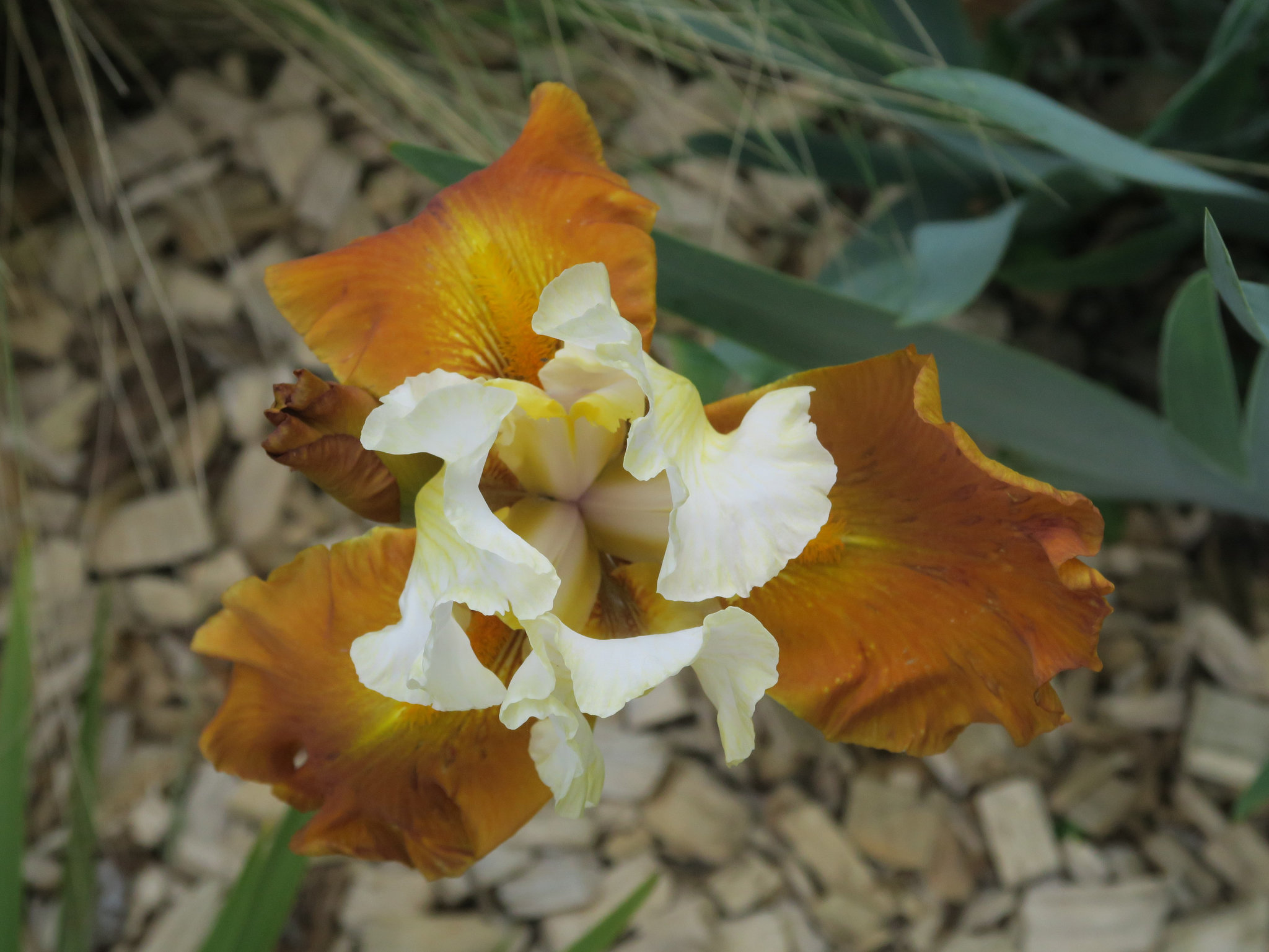 Iris 2, Oullins (France)