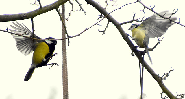 Kohlmeise und Blaumeise im Flug