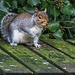 A squirrel at Thurstaston country park